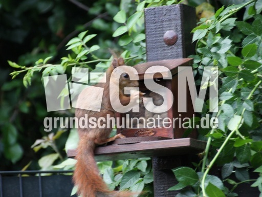 Eichhörnchen-4495.jpg